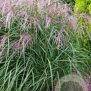 Miscanthus sin. 'Flamingo' GM P9