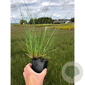 Pennisetum al. 'Hameln' GM P9