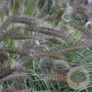 Pennisetum alopecuroides viridesc. GM P9