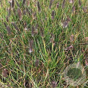 Pennisetum alopecuroides viridesc. GM P9