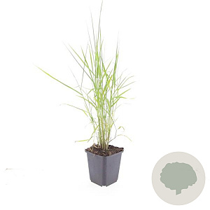 Phragmites australis GM P9