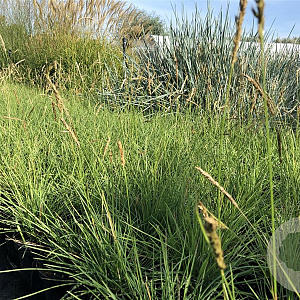 Sesleria autumnalis GM P9