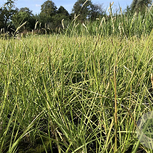 Sesleria autumnalis GM P9