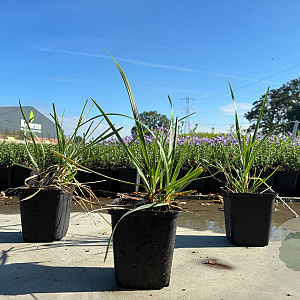 Sesleria heufleriana GM P9