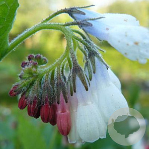 Symphytum grand. 'Wisley Blue' GM P9
