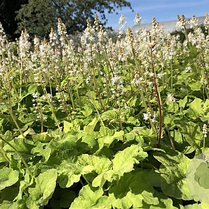 Tiarella wherryi GM P9