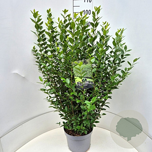 Ligustrum ovalifolium 80-100 cm 10L
