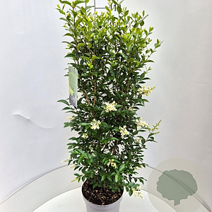 Ligustrum ovalifolium 80-100 cm 10L