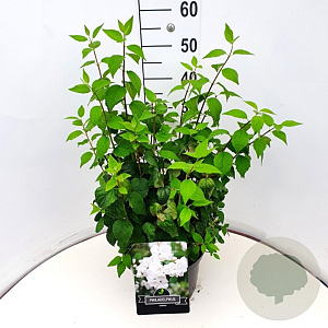 Philadelphus 'Virginal' 80-100 cm 10L