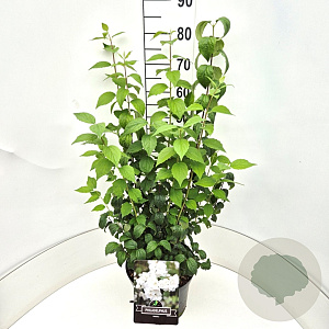 Philadelphus 'Virginal' 80-100 cm 10L