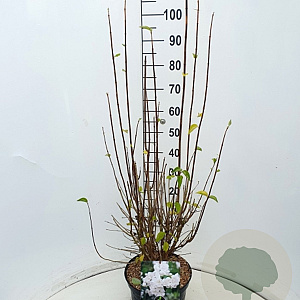 Philadelphus 'Virginal' 80-100 cm 10L