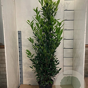 Prunus l. 'Caucasica' 150-175 cm 15L