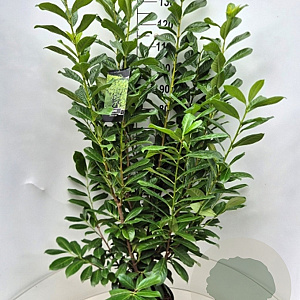 Prunus l. 'Novita' 120-140 cm 10L
