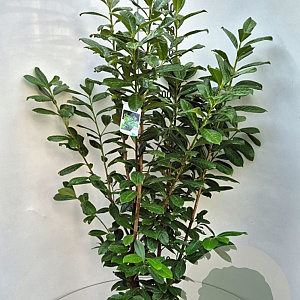 Prunus l. 'Novita' 120-140 cm 10L