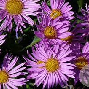 Aster 'Barbados' GM P9