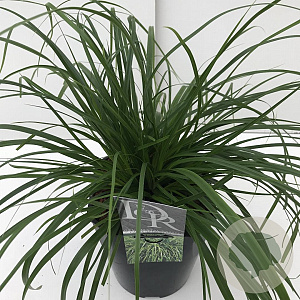 Carex oshim. 'Evergreen' 45-50 cm 5,0L vierkant