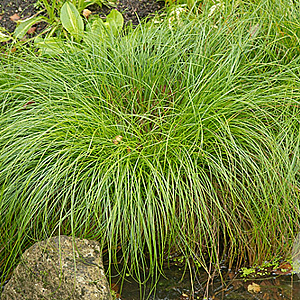 Carex remota GM P9