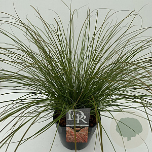 Carex testacea 'Prairie Fire' 45-50 cm 5,0L vierkant