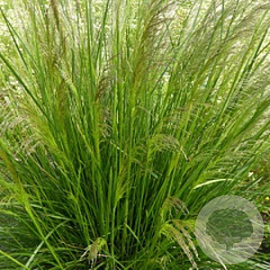 Deschampsia cesp. 'Pixie Fountain' GM P9