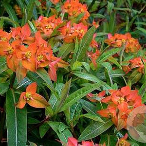 Euphorbia griffithii 'Fireglow' GM P9