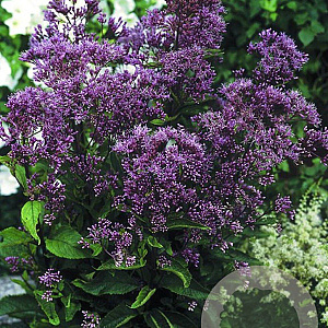 Eupatorium mac. 'Phantom' GM P9