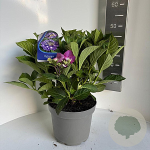 Hydrangea m. Frisbee 30-40 cm P23 paars scherm