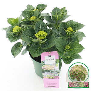 Hydrangea m. Magical Jewel 25-30 cm 3,5L blauw