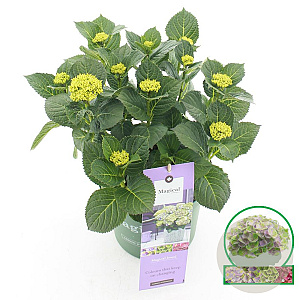 Hydrangea m. Magical Jewel 25-30 cm 3,5L blauw