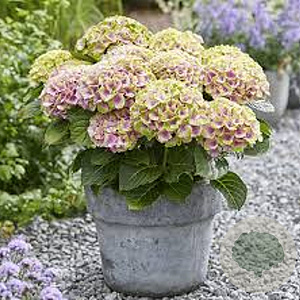 Hydrangea m. Magical Jewel 25-30 cm 3,5L rose