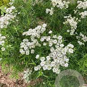 Pycnanthemum flexuosum GM P9