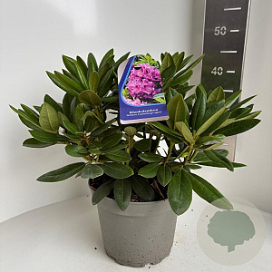 Rhododendron (Y) 'Bohlken's L.berg' 30-40 cm 5,0L