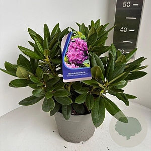 Rhododendron (Y) 'Bohlken's L.berg' 30-40 cm 5,0L