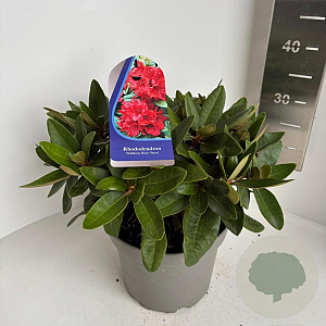 Rhododendron (Y) 'Bohl Roter Stern' 30-40 cm 5,0L