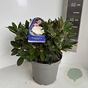 Rhododendron (Y) 'Dreamland' 30-40 cm 5,0L