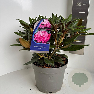 Rhododendron (Y) 'Kalinka' 30-40 cm 5,0L