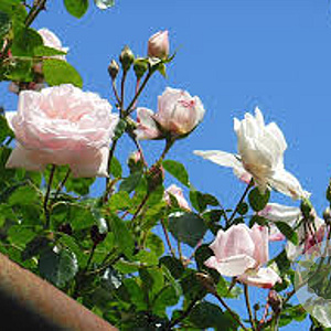 Rosa (K) 'New Dawn' 150-175 cm vierkant rond 5,5L