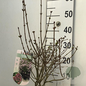 Syringa meyeri 'Palibin' 30-40 cm 4,0L