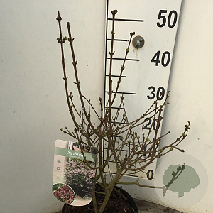 Syringa meyeri 'Palibin' 30-40 cm 4,0L