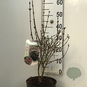Syringa meyeri 'Palibin' 30-40 cm 4,0L