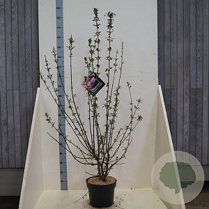 Viburnum bodn. 'Dawn' 60-80 cm 10L