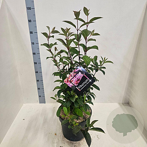 Viburnum bodn. 'Dawn' 60-80 cm 10L