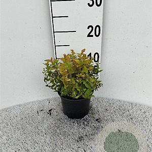 Spiraea jap. 'Golden Princess' plantgoed C1.3