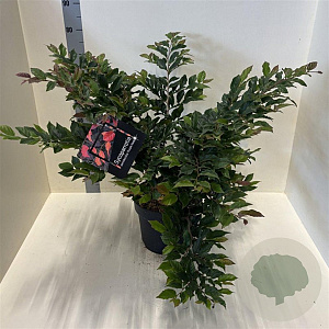 Sycoparrotia semidec. 'Purple Haze' 60-80 cm 10L