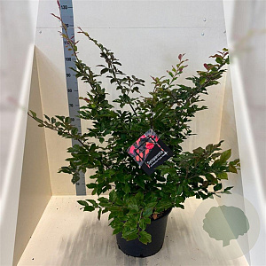 Sycoparrotia semidec. 'Purple Haze' 80-100 cm 10L