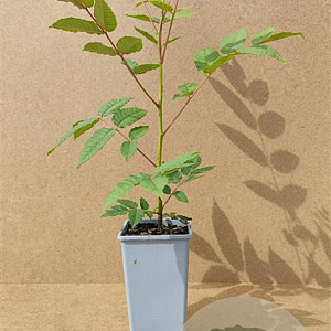 Toona sinensis 30-40 cm P15