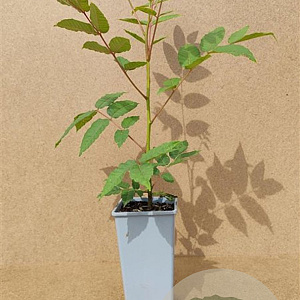 Toona sinensis 30-40 cm P15