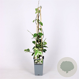 Trachelospermum j. 'Variegatum' 70 cm 2,0L