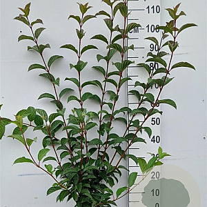 Viburnum bodn. 'Dawn' 80-100 cm 10L