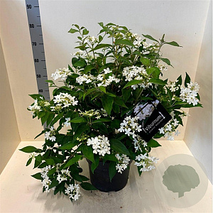 Viburnum plic. 'Watanabe' 60-80 cm 10L