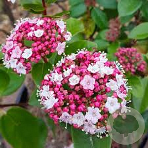 Viburnum tin. Lisarose GM 5,0L leverbaar